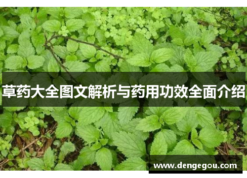 草药大全图文解析与药用功效全面介绍
